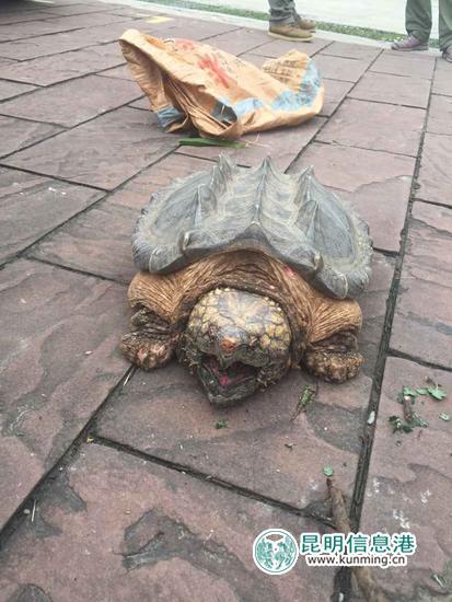 X光機(jī)安檢掃描發(fā)現(xiàn)大鱷龜 事發(fā)昆明機(jī)場(chǎng)(圖)